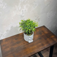 Бонсай Сагереция в кашпо "Будда" Бонсай Сагереция в кашпо "Будда"