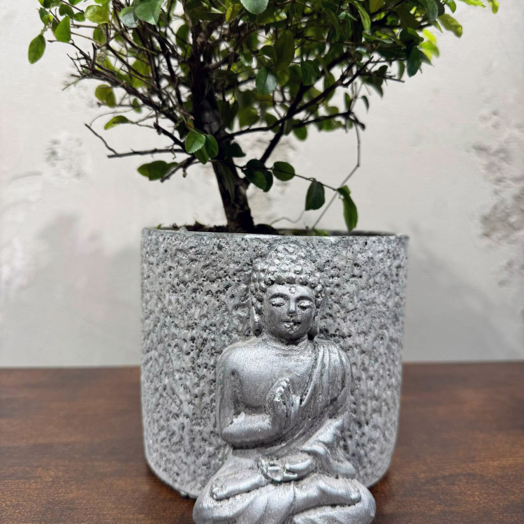Бонсай Сагереция в кашпо "Будда" Бонсай Сагереция в кашпо "Будда"