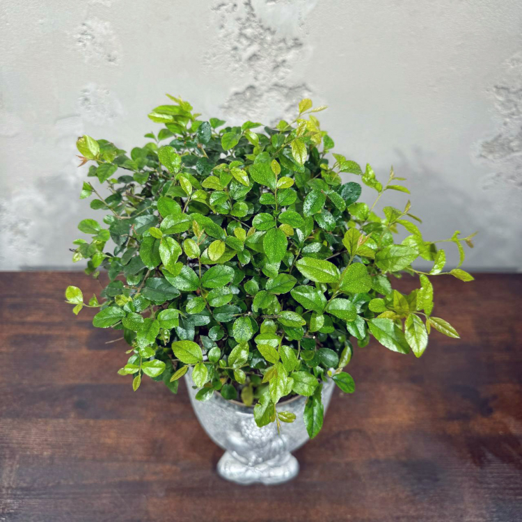 Бонсай Сагереция в кашпо "Будда" Бонсай Сагереция в кашпо "Будда"