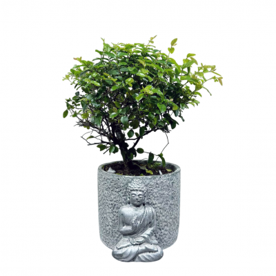 Бонсай Сагереция в кашпо "Будда"