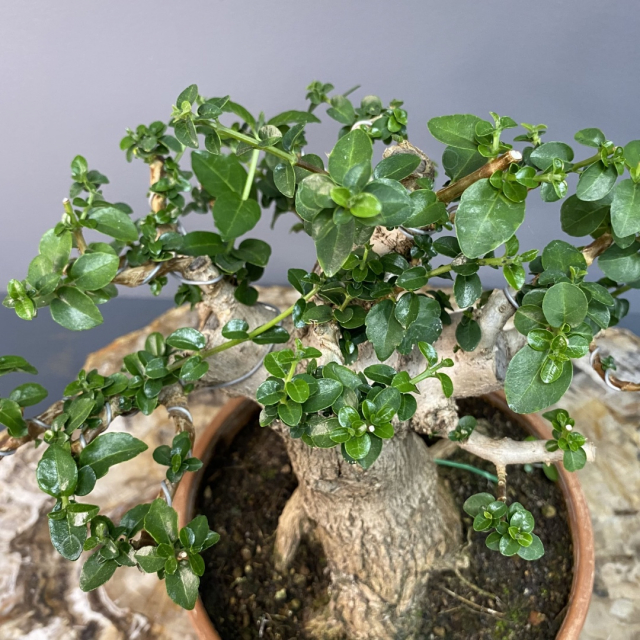 Бонсай Премна с шершавой корой (obtusifolia) 30 лет