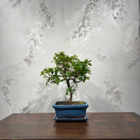 Бонсай Азалия 16 лет