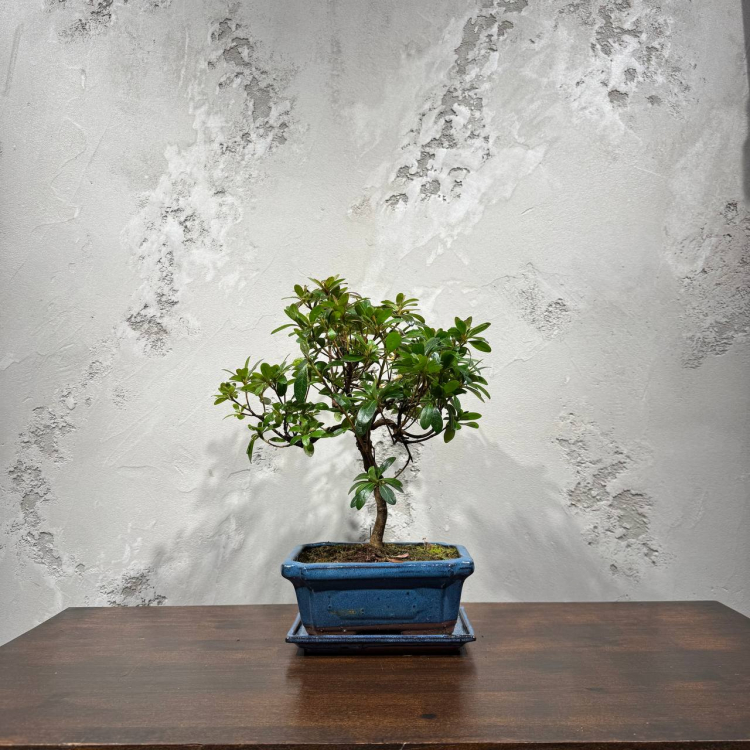 Бонсай Азалия 16 лет