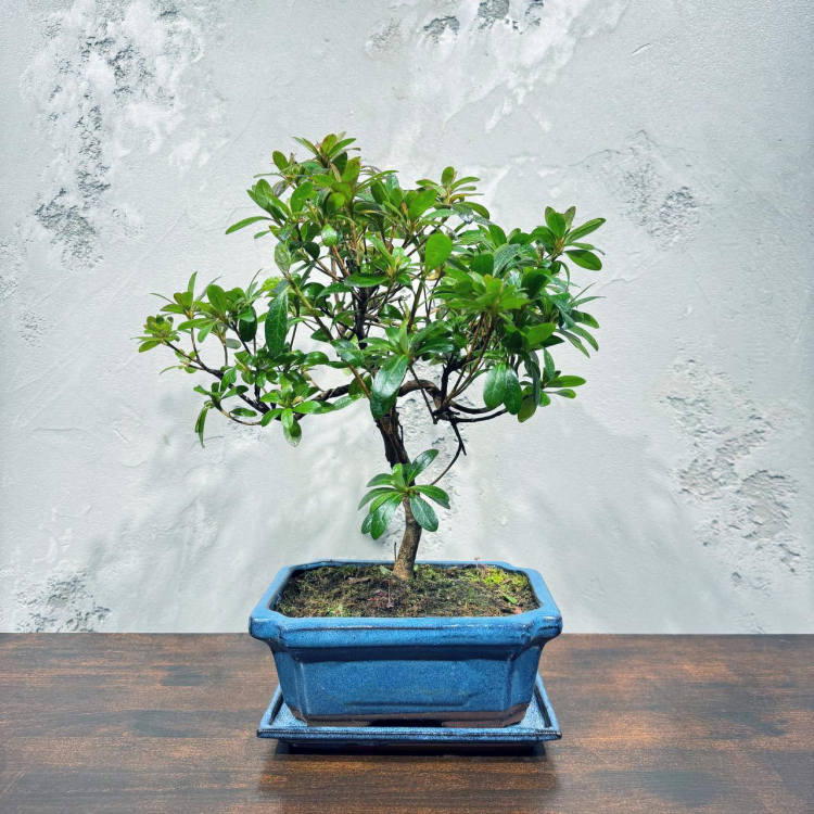 Бонсай Азалия 16 лет