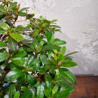 Бонсай Азалия 16 лет