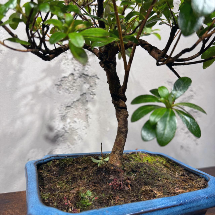 Бонсай Азалия 16 лет