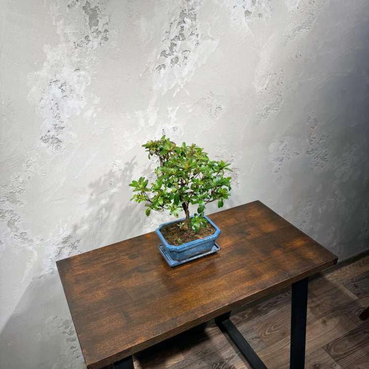 Бонсай Азалия 16 лет