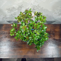 Бонсай Азалия 16 лет