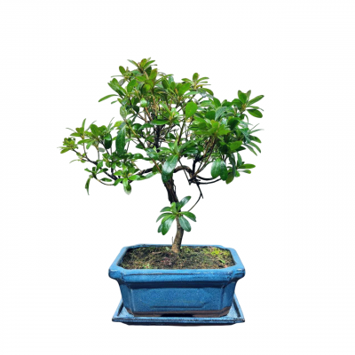 Бонсай Азалия 16 лет