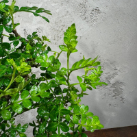 Бонсай Зантоксилум 25 лет