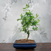 Бонсай Зантоксилум 25 лет
