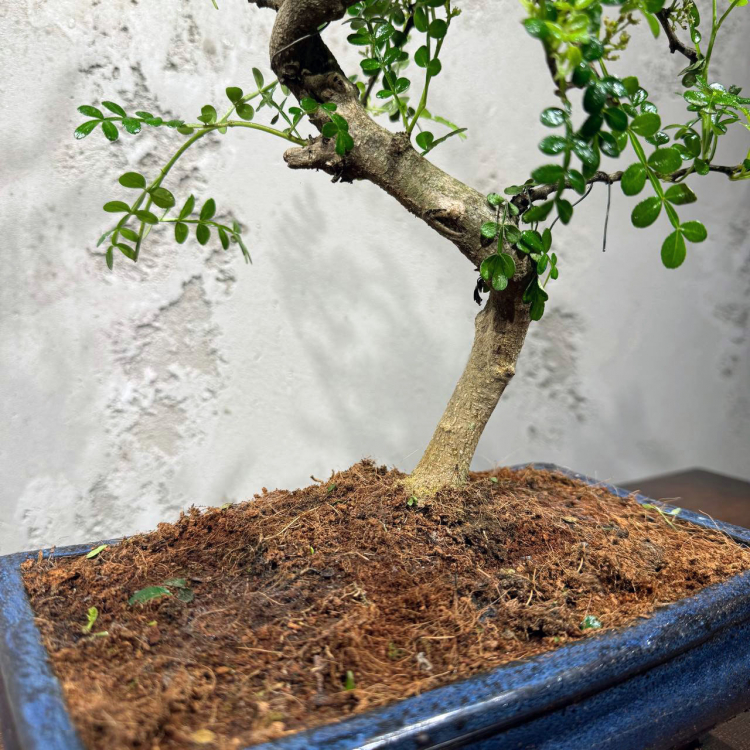 Бонсай Зантоксилум 25 лет