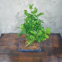 Бонсай Зантоксилум 25 лет