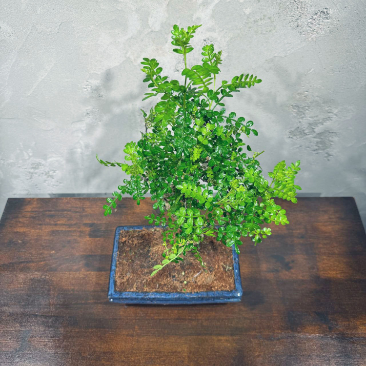 Бонсай Зантоксилум 25 лет