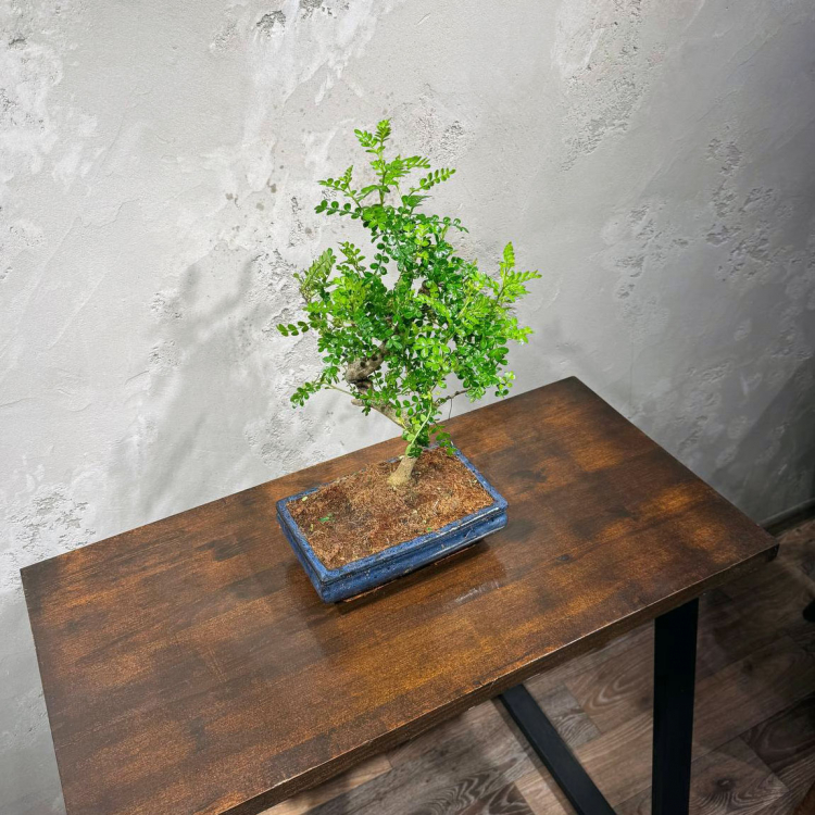 Бонсай Зантоксилум 25 лет