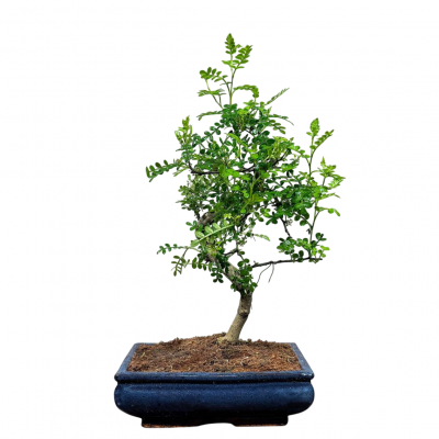 Бонсай Зантоксилум 25 лет