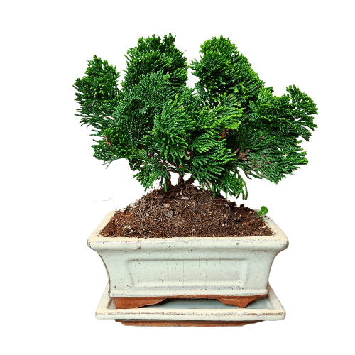 Кипарис Бонсай
