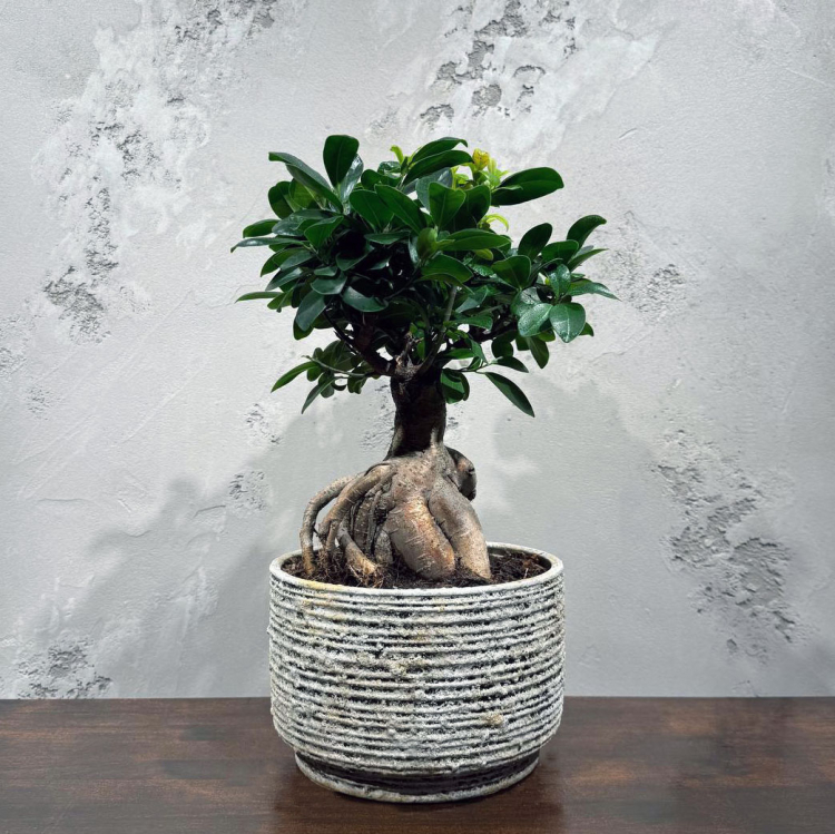 Фикус Микрокарпа 16 лет Фикус Микрокарпа 16 лет