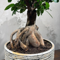 Фикус Микрокарпа 16 лет Фикус Микрокарпа 16 лет