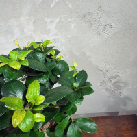 Фикус Микрокарпа 16 лет Фикус Микрокарпа 16 лет