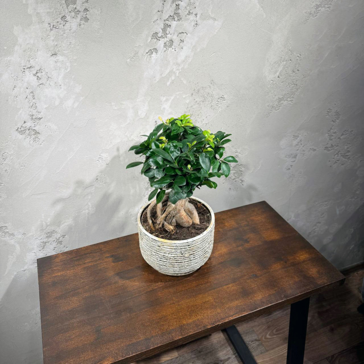 Фикус Микрокарпа 16 лет Фикус Микрокарпа 16 лет