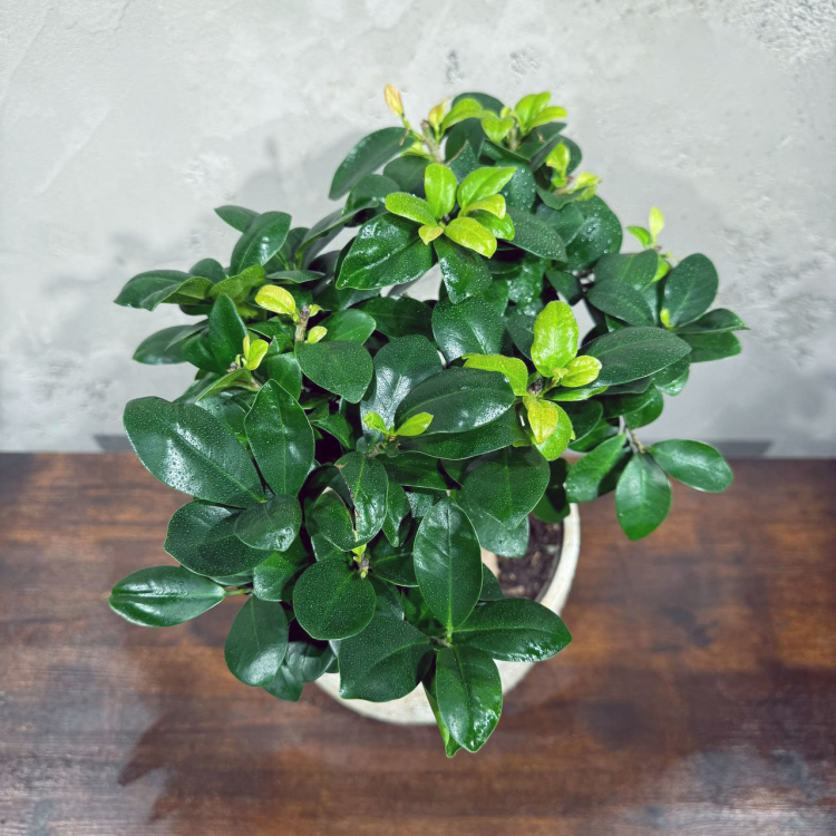 Фикус Микрокарпа 16 лет Фикус Микрокарпа 16 лет