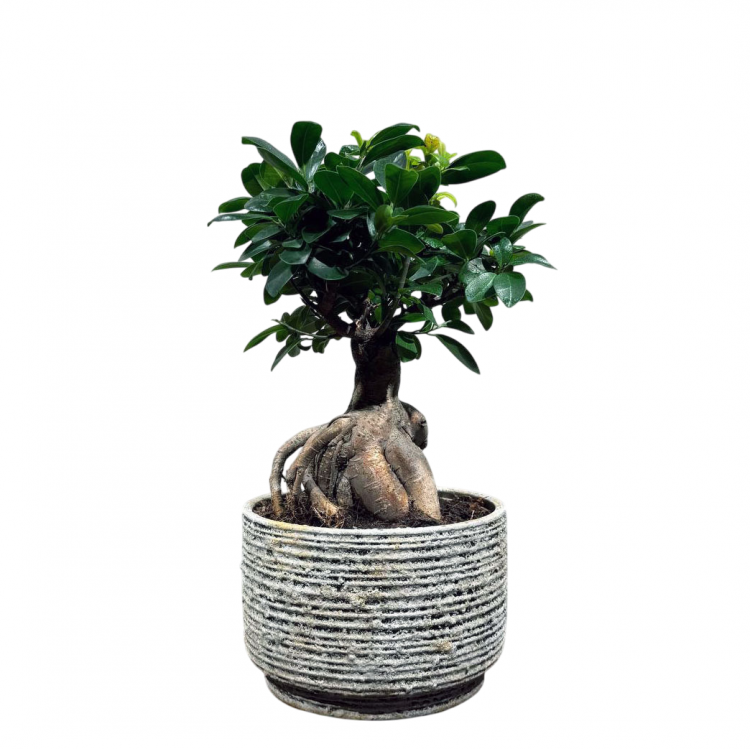 Фикус Микрокарпа 16 лет Фикус Микрокарпа 16 лет