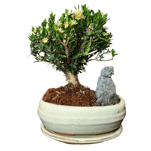 Буксус Самшит со скалой Буксус Самшит со скалой