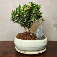 Буксус Самшит со скалой Буксус Самшит со скалой