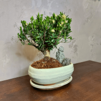 Буксус Самшит со скалой Буксус Самшит со скалой