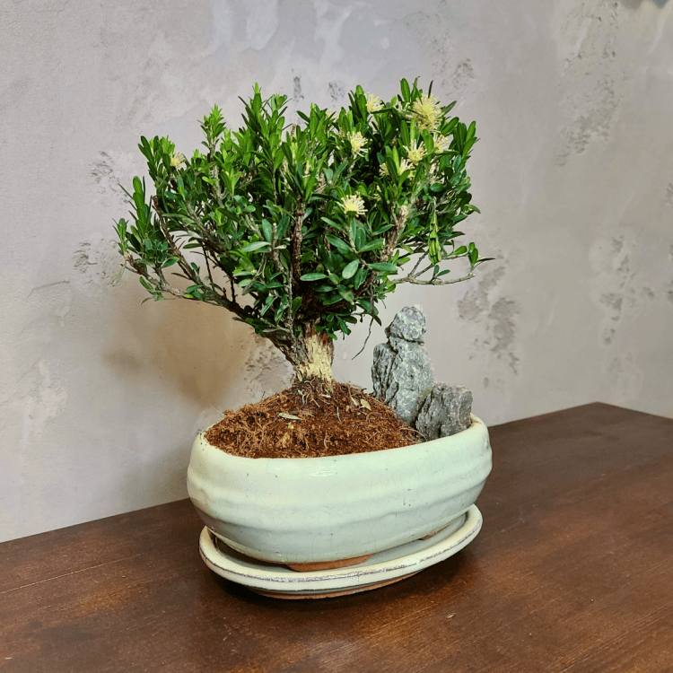 Буксус Самшит со скалой Буксус Самшит со скалой