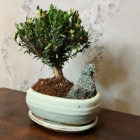 Буксус Самшит со скалой Буксус Самшит со скалой