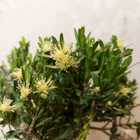 Буксус Самшит со скалой Буксус Самшит со скалой