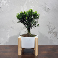 Самшит Буксус 14 лет в кашпо на ножках