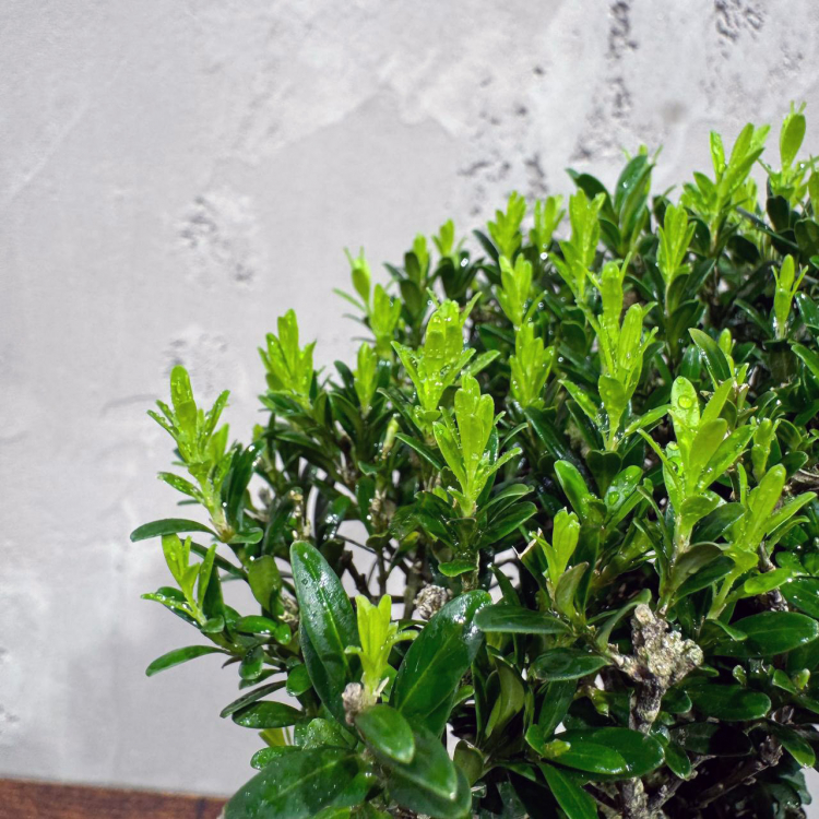 Самшит Буксус 14 лет в кашпо на ножках