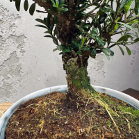 Самшит Буксус 14 лет в кашпо на ножках