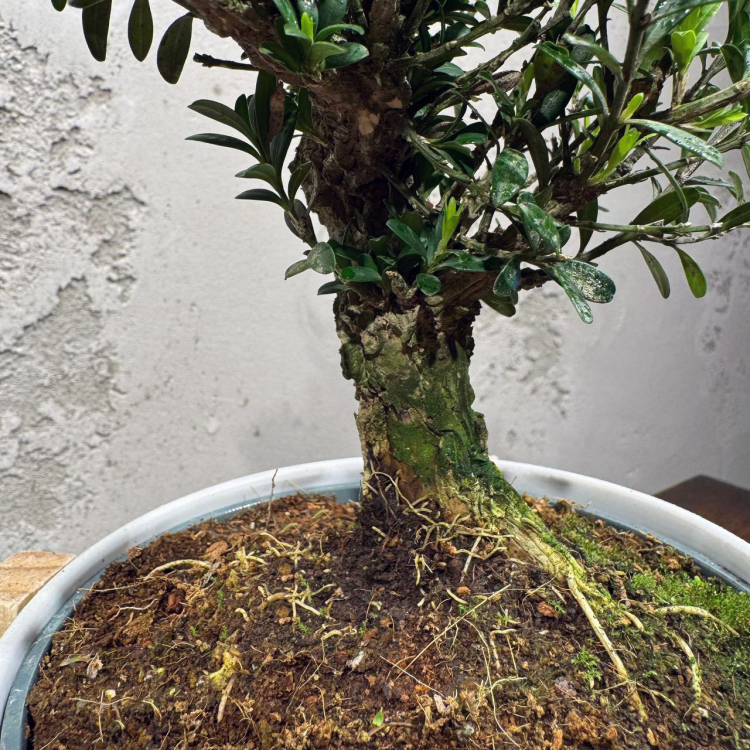 Самшит Буксус 14 лет в кашпо на ножках