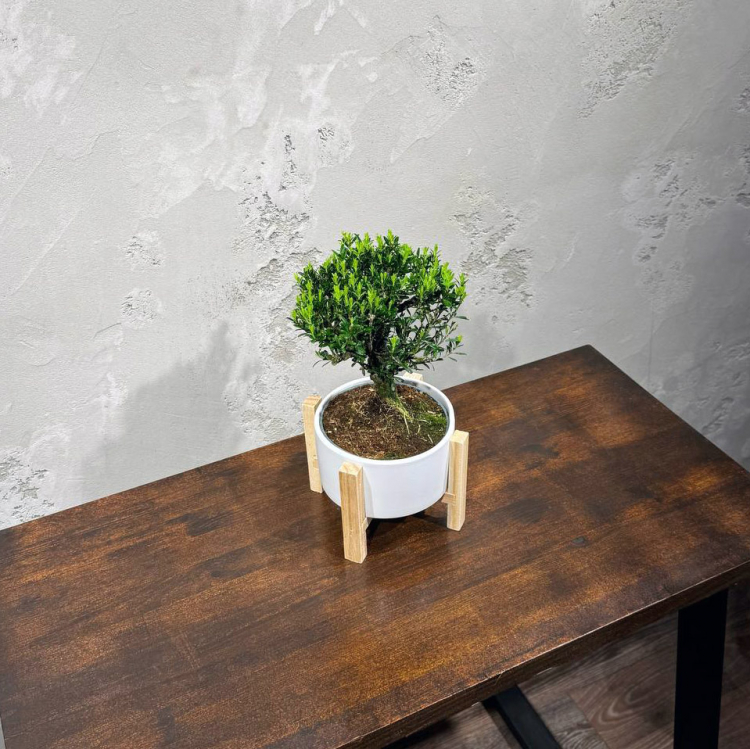 Самшит Буксус 14 лет в кашпо на ножках