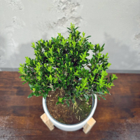 Самшит Буксус 14 лет в кашпо на ножках