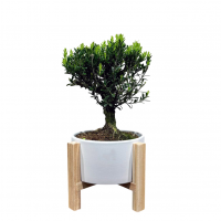 Самшит Буксус 14 лет в кашпо на ножках