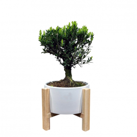 Самшит Буксус 14 лет в кашпо на ножках