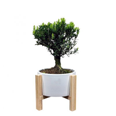 Самшит Буксус 14 лет в кашпо на ножках