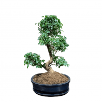 Бонсай Лигуструм 18 лет в овальной плошке Бонсай Лигуструм 18 лет в овальной плошке