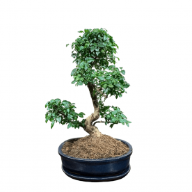 Бонсай Лигуструм 18 лет в овальной плошке