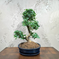 Бонсай Лигуструм 18 лет в овальной плошке Бонсай Лигуструм 18 лет в овальной плошке