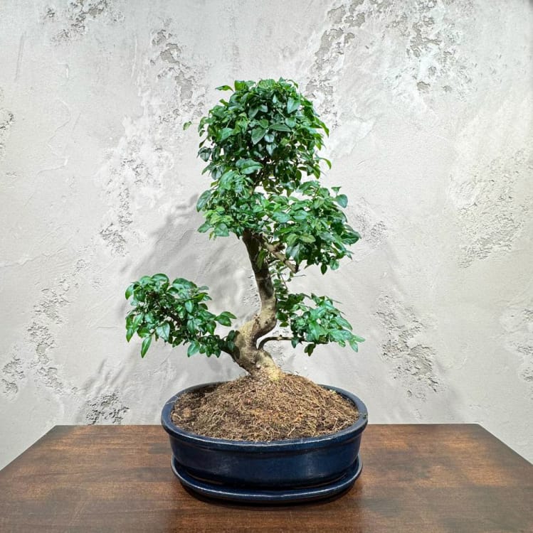 Бонсай Лигуструм 18 лет в овальной плошке Бонсай Лигуструм 18 лет в овальной плошке