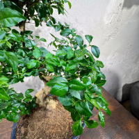 Бонсай Лигуструм 18 лет в овальной плошке Бонсай Лигуструм 18 лет в овальной плошке