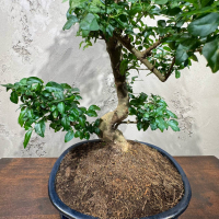 Бонсай Лигуструм 18 лет в овальной плошке Бонсай Лигуструм 18 лет в овальной плошке