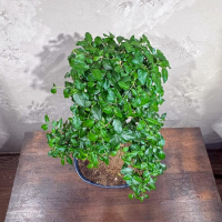 Бонсай Лигуструм 18 лет в овальной плошке Бонсай Лигуструм 18 лет в овальной плошке