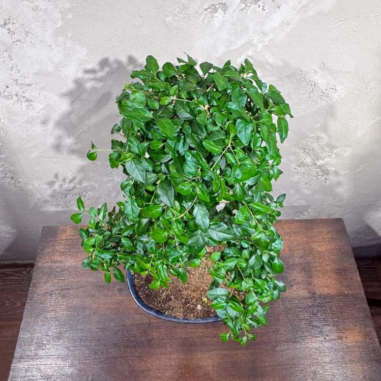 Бонсай Лигуструм 18 лет в овальной плошке Бонсай Лигуструм 18 лет в овальной плошке